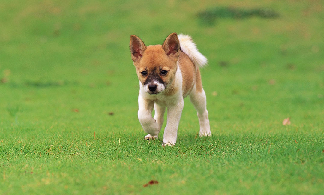 信阳叮叮宠物商业计划书案例